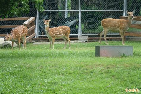 5隻鹿|把梅花鹿換成山羊？鹿港生態公園新來嬌客 鎮長一次。